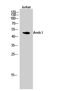 Arrdc1 Polyclonal Antibody