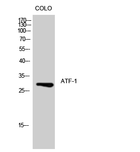 ATF Polyclonal Antibody