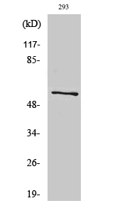 ATP5A Polyclonal Antibody