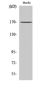 BAF170 Polyclonal Antibody