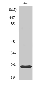 Bak Polyclonal Antibody