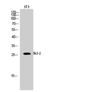 Bcl-2 Polyclonal Antibody