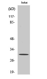 Bcl-x Polyclonal Antibody