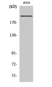 BRCA1 Polyclonal Antibody
