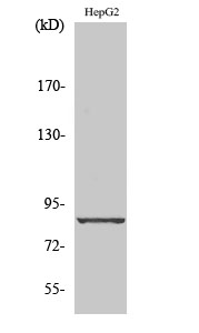 Cadherin9 Polyclonal Antibody