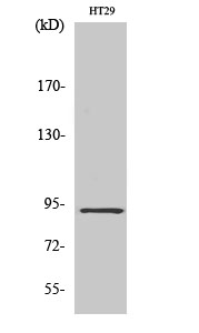 CAGE Polyclonal Antibody