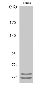 CBG Polyclonal Antibody