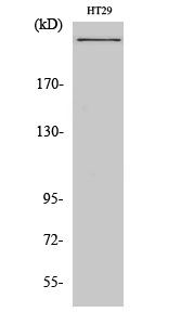 CBP Polyclonal Antibody