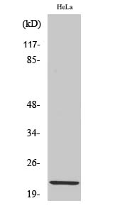 Claudin Polyclonal Antibody