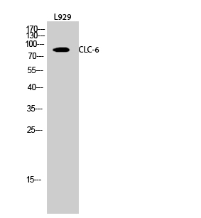 CLC-6 Polyclonal Antibody