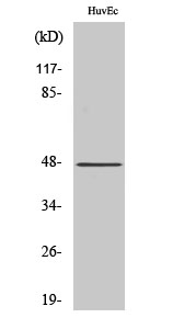 CNPase Polyclonal Antibody