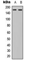 COL4A6 Polyclonal Antibody