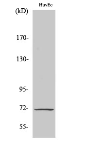 Cox Polyclonal Antibody