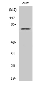 Cox-2 Polyclonal Antibody