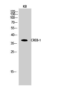 CREB Polyclonal Antibody