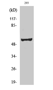 c-Src Polyclonal Antibody
