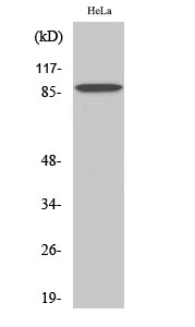 C-TAK1 Polyclonal Antibody