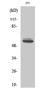 Cytokeratin 8 Polyclonal Antibody