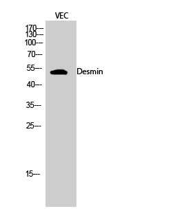 Desmin Polyclonal Antibody