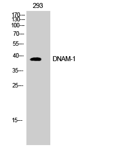 DNAM Polyclonal Antibody