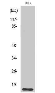 DOC Polyclonal Antibody