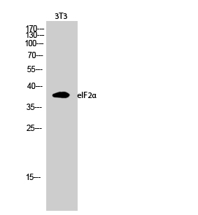 eIF2α Polyclonal Antibody