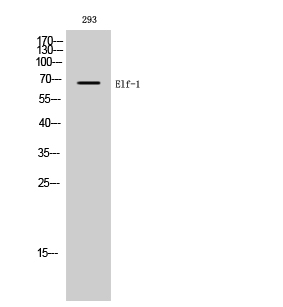Elf Polyclonal Antibody
