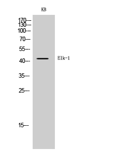 Elk Polyclonal Antibody