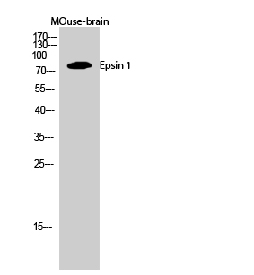 Epsin 1 Polyclonal Antibody