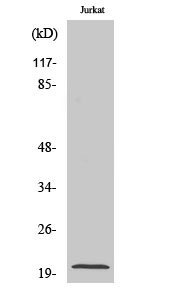 FGF-22 Polyclonal Antibody