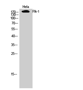 Flk Polyclonal Antibody