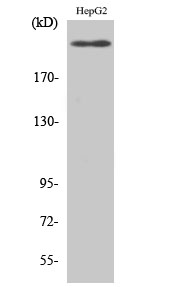 Flk Polyclonal Antibody