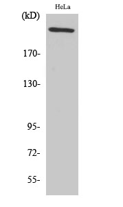 FN1 Polyclonal Antibody
