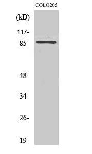 FoxO3A Polyclonal Antibody