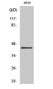 GATA Polyclonal Antibody