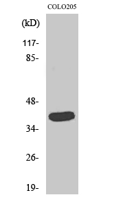 GATA Polyclonal Antibody