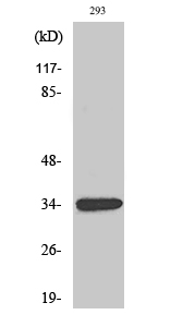 GDF5 Polyclonal Antibody