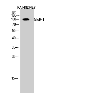 GluR Polyclonal Antibody