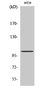 GRIN1 Polyclonal Antibody