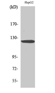 HDAC5/9 Polyclonal Antibody