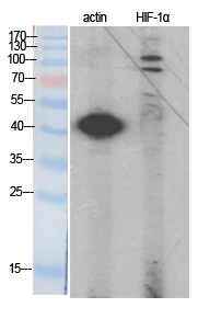 HIFα Polyclonal Antibody