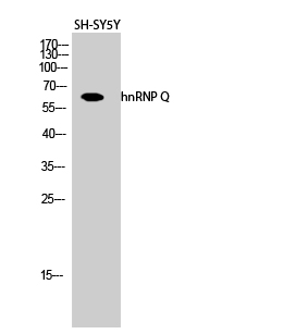hnRNP Q Polyclonal Antibody