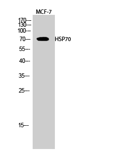 HSP70 Polyclonal Antibody