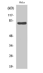 HSP A5 Polyclonal Antibody
