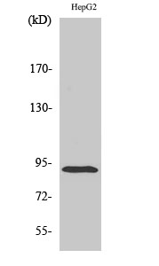 ICAM Polyclonal Antibody