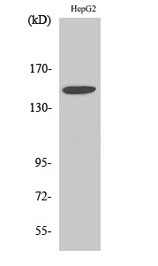 Integrin α3 Polyclonal Antibody