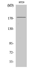 IRS Polyclonal Antibody