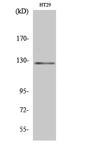 JAK2 Polyclonal Antibody