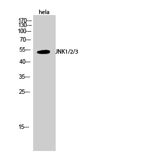 JNK1/2/3 Polyclonal Antibody