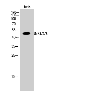 JNK1/2/3 Polyclonal Antibody